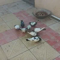 کفتر صید پرشی و جوجه کشی