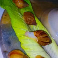 حلزون‌آلبینو مناسب صورت|خزنده|پرند, فاز ۵|دیوار