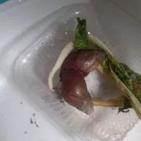 حلزون.زنده