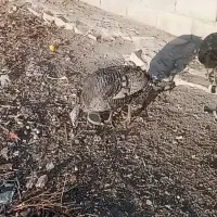 بوقلمون 2500|حیوانات مزرعه|دهدشت, |دیوار