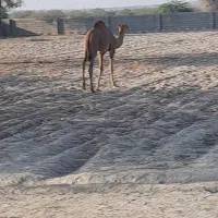 شتر نر|حیوانات مزرعه|بندرعباس, |دیوار