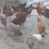 مرغ و خروس|حیوانات مزرعه|قم, باجک دو|دیوار