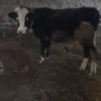 دو عدد گوساله نر|حیوانات مزرعه|نیر (اردبیل), |دیوار