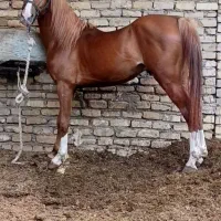 مادیان و نریان