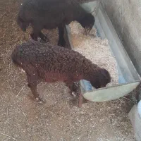 دوعدد بره نر و ماده جنس عالی