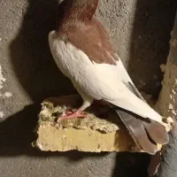 نریهودی|پرنده|بروجرد, |دیوار