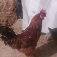 دوعددخروس معاوضه بامرغ جوان تخم گذار