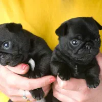 سگ پاگ مشکی