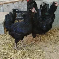 تخم مرغ گلین اصل فول