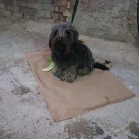 واکذاری سگ پشمالو ماده