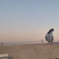 کبوتر نر گلین دمگیر دم پاک|پرنده|اصفهان, امامزاده اسماعیل|دیوار