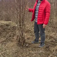 فروش انواع نهال بادام با گواهی سلامت و کیفیت|خدمات باغبانی و درختکاری|کوهپایه, |دیوار