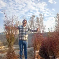 توزیع نهال پربار بادام مثمر|خدمات باغبانی و درختکاری|گناباد, |دیوار