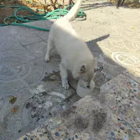 توله سامویید