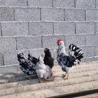 خروس گلین لری