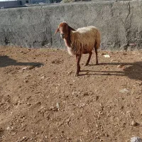 میش|حیوانات مزرعه|چناران, |دیوار