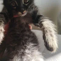 بچه بریتیش|گربه|ساری, |دیوار