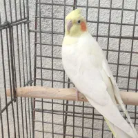 معاوضه عروس هلندی ماده با نر|پرنده|شیراز, تندگویان|دیوار