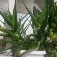 آلوئه ورای شاخ بزی