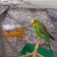 جفت مرغ عشق بالغ