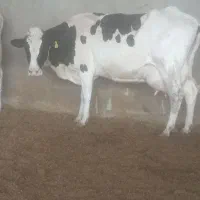 گاو شکم یک دوتا کیلویی|حیوانات مزرعه|قم, قلعه صدری|دیوار