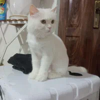 فروش گربه با نژاد پرشین