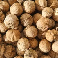 گردو دماوند چرب و خوش مغز|خوردنی و آشامیدنی|فیروزکوه, |دیوار