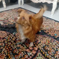 حیوان خانگی|سگ|کرج, خرمدشت|دیوار