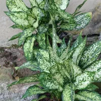 فروش شمشاد طلایی شمشاد سبز