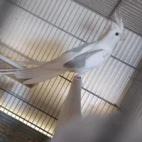 عروس هلندی مولد