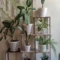 حراج تعدادی گل|گل و گیاه طبیعی|شیراز, احمدی جنوبی|دیوار