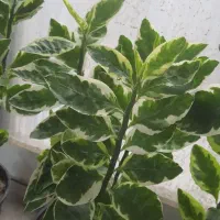 گل خاص آپارتمانی|گل و گیاه طبیعی|لنگرود, |دیوار