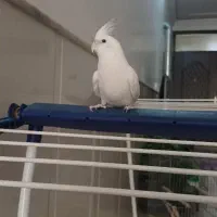 عروس هلندی البینو|پرنده|قم, شهرک امام حسن|دیوار