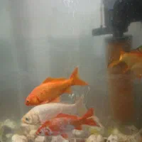 ماهی دونه ای ۱۰۰