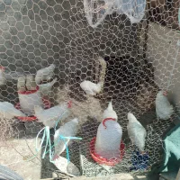 فروش مرغ تخمگذار خانگی