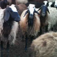 گوسفند آبستن چهار دندان