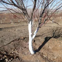 کاشت انواع نهال ها. رنگ کردن تنه درختان . چال کود