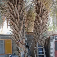 قطع و هرس درخت و نخل و دراوردن دمیت و پاجوش|خدمات باغبانی و درختکاری|برازجان, |دیوار