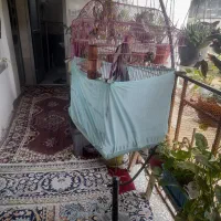 عروس هلندی نر و یه دونه فنچ با قفس|پرنده|سیاهکل, |دیوار