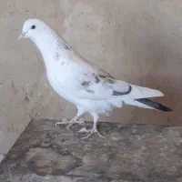 کفتر یا کبوتر پرشی