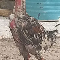 خروس دشتیاری اصل سالم