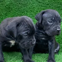 ماستیف ایتالیایی کنکورسو|سگ|اندیشه, اندیشه فاز ۳|دیوار