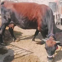 فروش گاو جرسی .ذات شیر بالا.جوان با گوساله