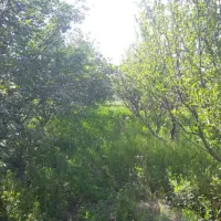 باغ-در-7-کیلومتری-جاده-سنتو-روستای-ساراجوق