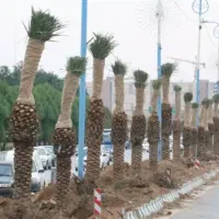 نخل شاهان