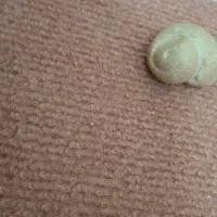 فسیل  حلزون|کلکسیون اشیاء عتیقه|بندر گناوه, |دیوار