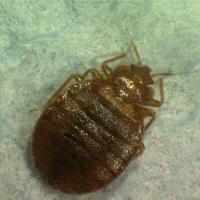 سمپاشی ساس موریانه