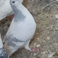کفترشهری نر