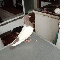 ماده سینه قهوه ای