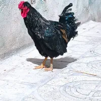 خروس درشت محلی